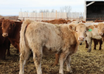 Rising Beef Prices Means Large Food Producers Are Importing More Foreign Cattle