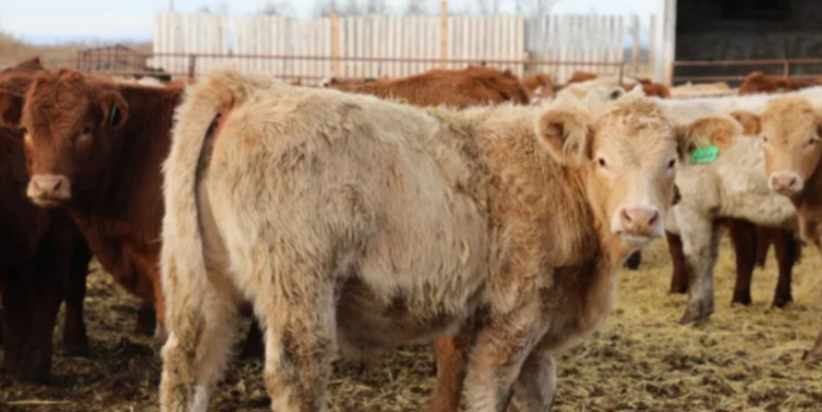 Rising Beef Prices Means Large Food Producers Are Importing More Foreign Cattle