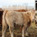 Rising Beef Prices Means Large Food Producers Are Importing More Foreign Cattle