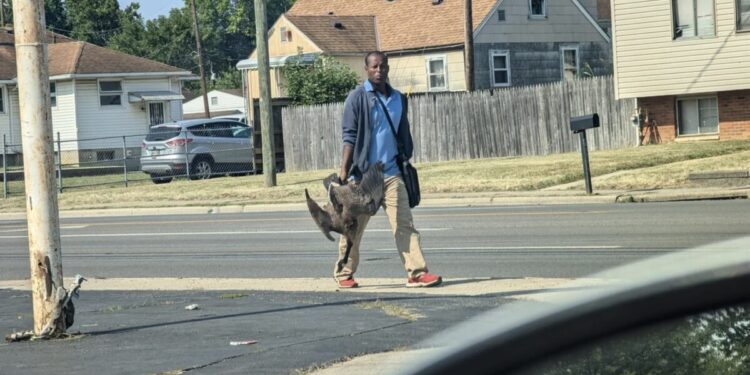 Police Audio, Report Confirm Haitian Goose-Hunting In Ohio: ‘They All Had Geese In Their Hands’